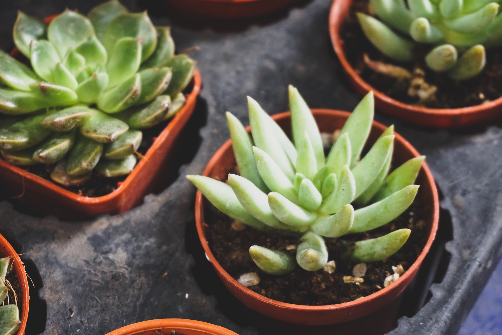 Aloe Vera Gel For Eye Bags